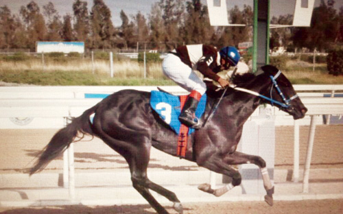 «زهرة سارة» تحلق بأفضل الأزمنة وتسعد مالكها الجديد! 