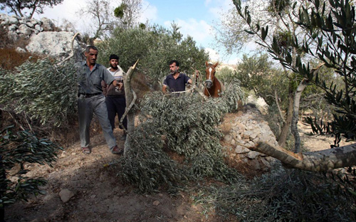إسرائيل تستعد لبناء 10 آلاف وحدة استيطانية في القدس والضفة والمستوطنون يقتلعون الأشجار 