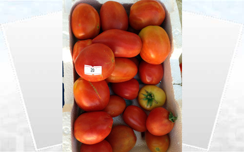 ارتفاع أسعار الخضروات المحلية في محافظة بقعاء 