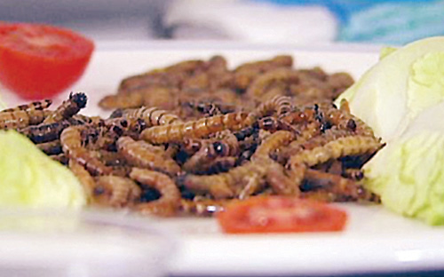 مطعم في لندن يُقدم أطباقاً خاصة من الحشرات 