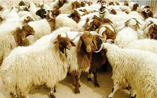 تحديد أسعار الهدي والأضاحي لموسم الحج بـ(490) ريالا