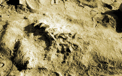 العثور على عظمة فك يعود تاريخها لما قبل زمن الديناصورات