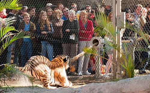 نمر يعقر امرأة في حديقة حيوان بولاية أكلاهوما الأمريكية 