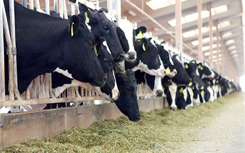 سهم «المراعي» يرتفع 32% ويحتاج إلى 7.5% لإدراك أعلى قيمة