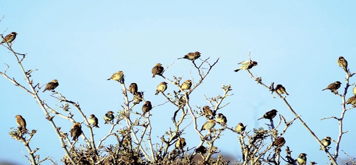 روضة التنهات وزهورها المختلفة 