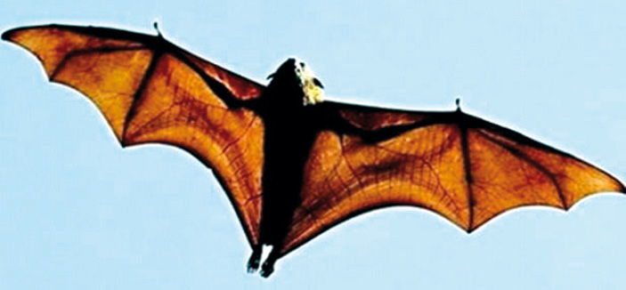 خفافيش مدغشقر ذات الأرجل اللاصقة كانت تعيش قبل ملايين السنين 