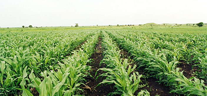 شركة سعودية مغربية للاستثمار في مجال الزراعة 