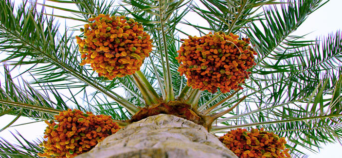 المملكة تحصل على جائزة خليفة الدولية لنخيل التمر 