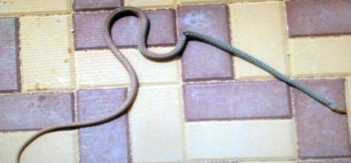 ثعبانان يثيران هلع طالبات مدرسة ابتدائية بتيماء 