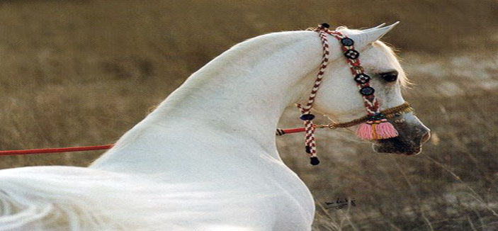 مصطلحات خيلية 