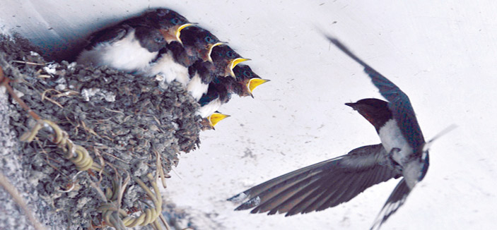 تغدو خماصاً وتروح بطاناً 