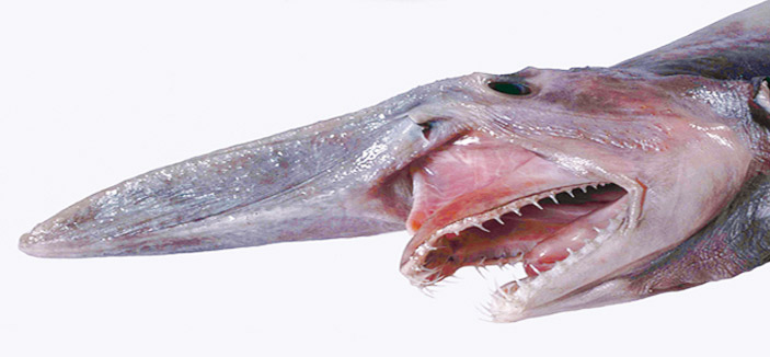 شبكة صياد روبيان تنقذ «قرش العفريت» النادر في خليج المكسيك 