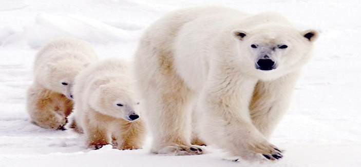 كيف يتجنب الدب القطبي مخاطر غذائه المليء بالدهون؟ 