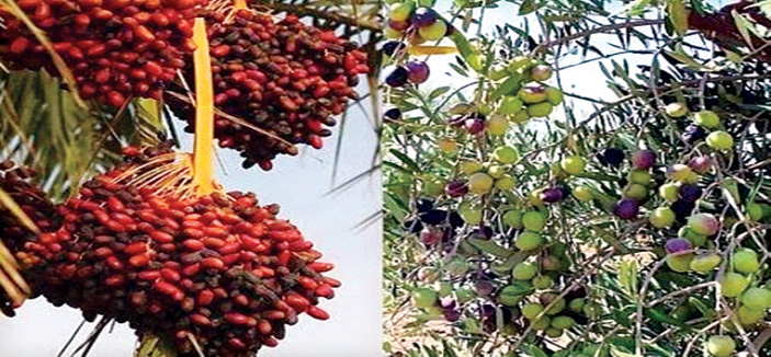 مزارع الجوف تجمع «الزيتونة» و«النخلة» 