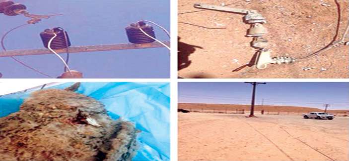 «الكهرباء»: «بندقية صائد طيور» تحرم 18 ألف مشترك من الكهرباء 