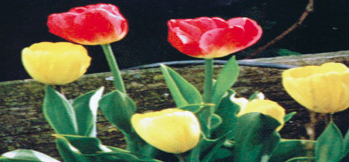 بِيرٍ تَشْرَبْ مِنهَا لاَ تَرْمي فِيها حَجَرْ 