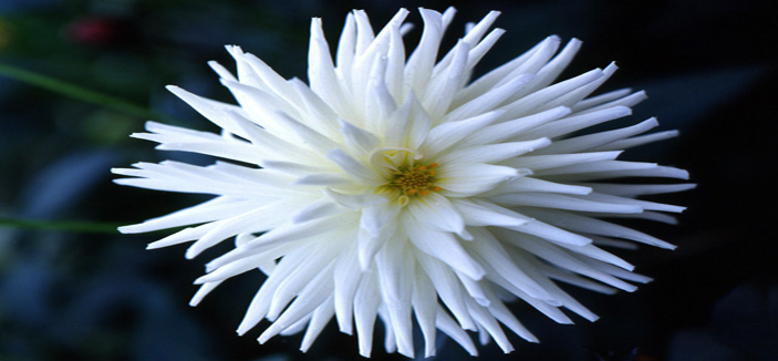 فتاة الفراشات 