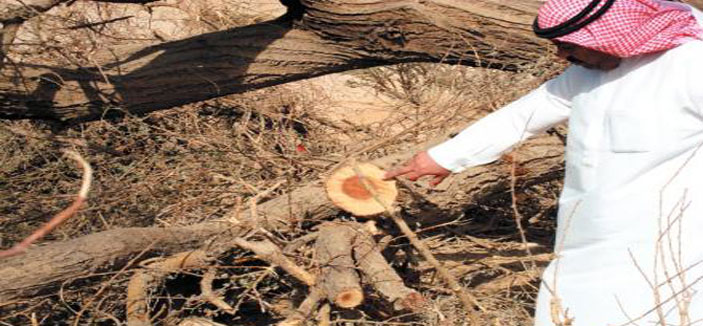 يا وزارة الزراعة تداركي (الأودية والرياض) في سدير وغيرها 