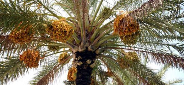 طباخ (التمر) يدشن جمرة القيظ الأربعاء المقبل 