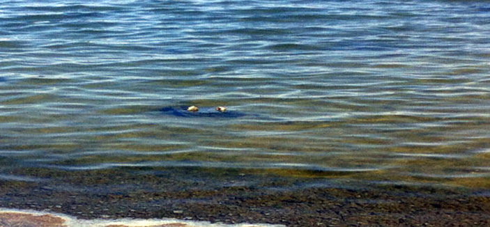 ما تم نشره من صور يعود لأحواض التبخير من مياه (الرجيع المرفوضة) في حائل وليس كما أشير لها في العنوان 