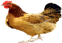 دجاجة عبرت طريقاً سريعاً تسبب قلقاً للشرطة الأمريكية 