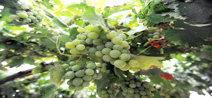 «بلقرن» تزوِّد السوق المحلي بـ20 ألف طن من الخضراوات والفواكه 