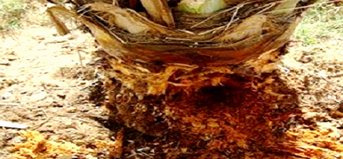 المزارعون يبحثون المكافحة المتكاملة لسوسة النخيل الحمراء 