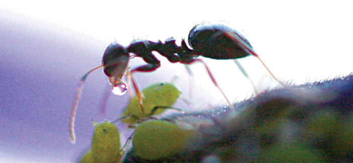 «سوسة» تجثم بإحكام على رأس «نملة» طوال 50 مليون سنة 