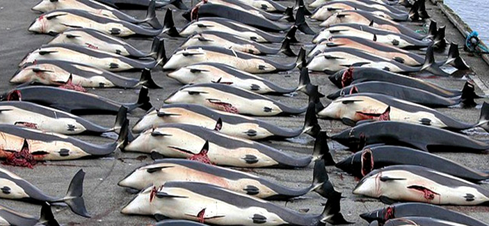 اليابان استئناف صيد الحيتان بدءاً من عام 2015م 