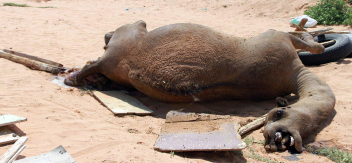 رمي مخلفات المخابز وتعفنها بحي النظيم .. خطر يؤذي السكان ويهلك البهائم 