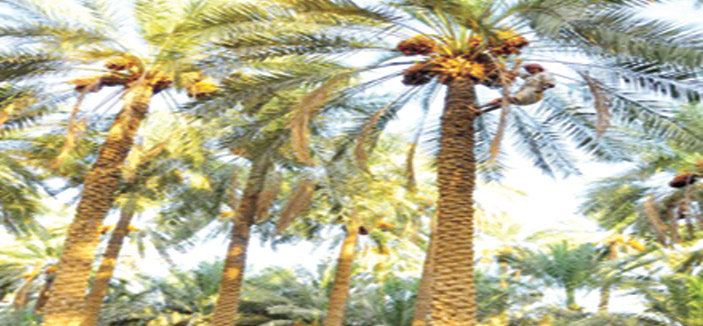 مزارع (معمرة) في عنيزة 