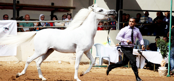 أول بطولة فلسطينية لجَمال الخيول العربية الأصيلة 