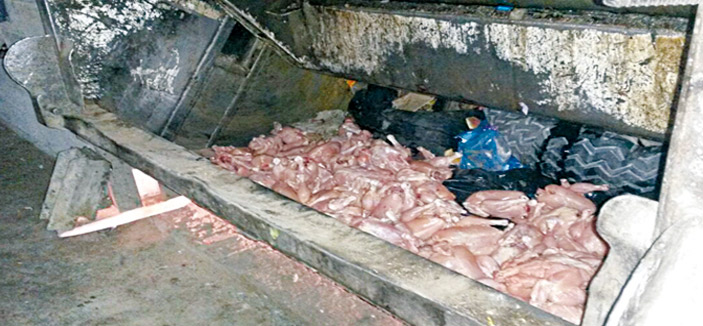 مكة المكرمة: مصادرة 8000 دجاجة تالفة تعد داخل أحواش عشوائية 