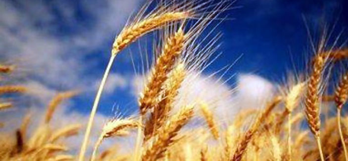 مصر تطرح مناقصة لشراء القمح من موردين عالميين 