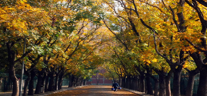 نجوم الكلمات 