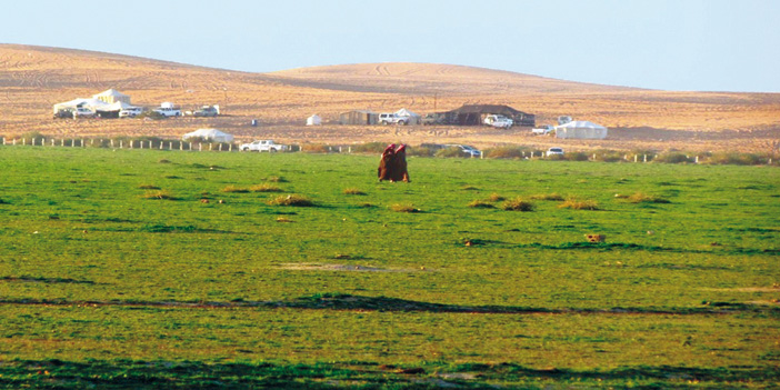 روضة «أم الشقوق» سحر جمال الطبيعة.. جبل وروض ونفود 