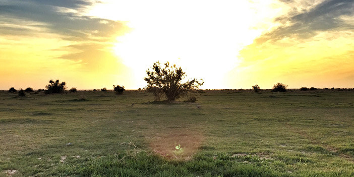  روضة السبلة تحتضن الزهور والنباتات المتنوِّعة