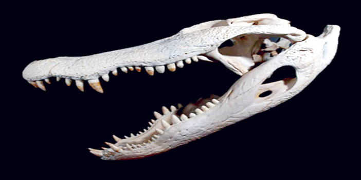اكتشاف أحد الزواحف البحرية كان يعيش قبل 170 مليون سنة 
