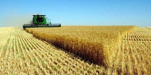 مشتريات المملكة ومصر ترفع أسعار القمح لأعلى مستوى في أسبوع 