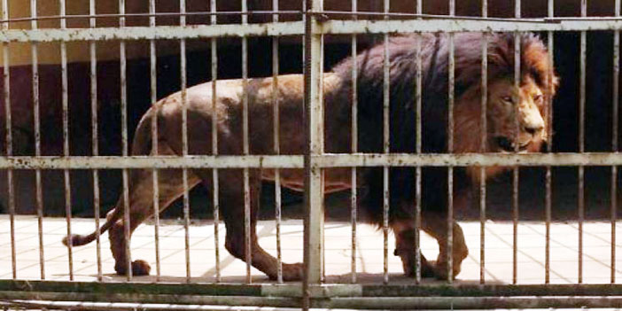 أسد يقتل حارسه بحديقة حيوان في كوريا الجنوبية 
