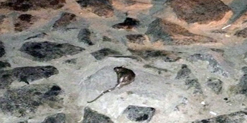  الفئران باتت منتشرة بصورة أكبر في جدة