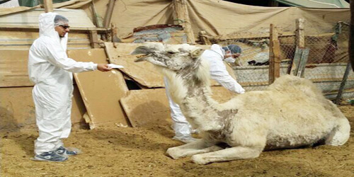  بيطريان يعالجان إحدى الإبل المصابة