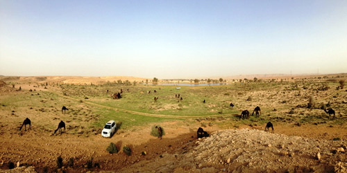  فيضة امتلأت الأسبوع الماضي بمياه السيول وبدأ اخضرار النباتات