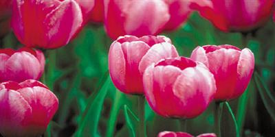 ذوقيات الأماكن العامة 