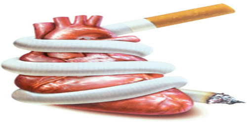 60 % من مرضى قصور عضلة القلب مدخنون 