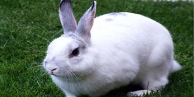 إذاعة دنمركية تدافع عن قتل أرنب صغير على الهواء 