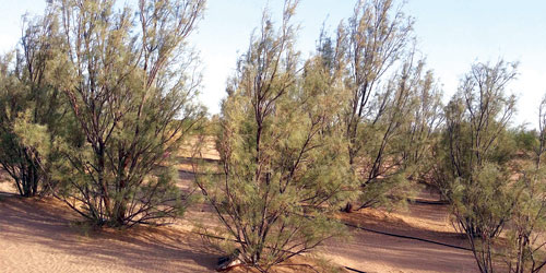 300 ألف شجرة تتصدى لزحف رمال وادي الدواسر 