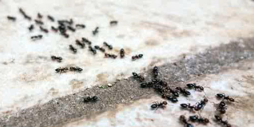 باحث فلكي: كثرة ظهور النمل داخل المنازل خلال الأيام المقبلة 