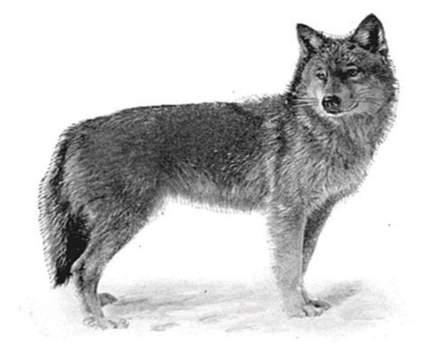 رصد ذئب رمادي في كاليفورنيا للمرة الثانية منذ عام 1924 