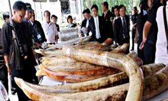 فيتنام تصادر أطناناً من عاج الأفيال وجلود البنغول 